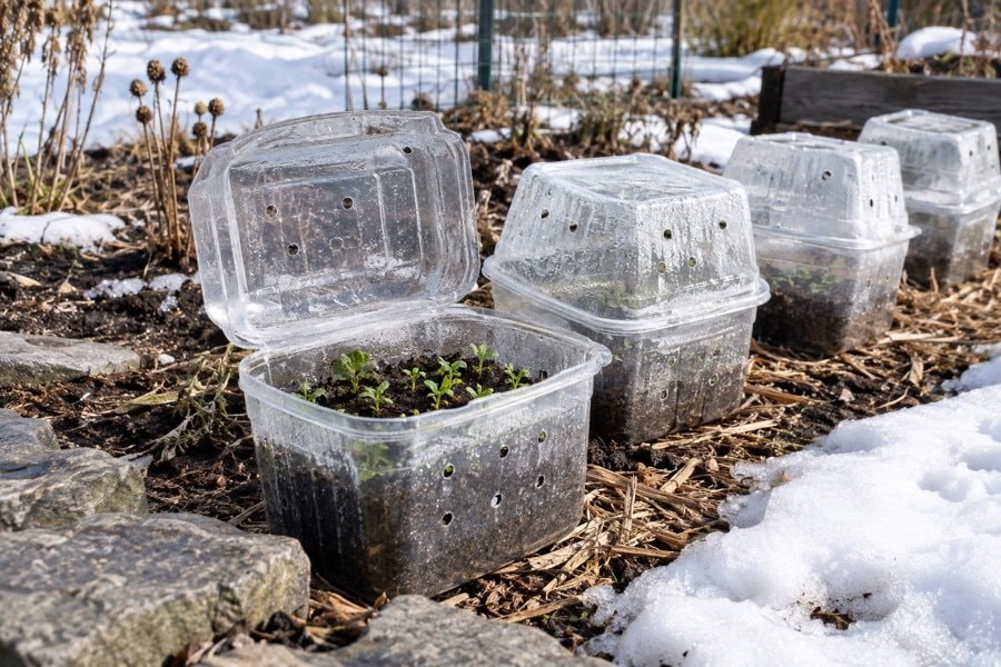 Vented translucent winter-sowing containers outdoors beside melting snow